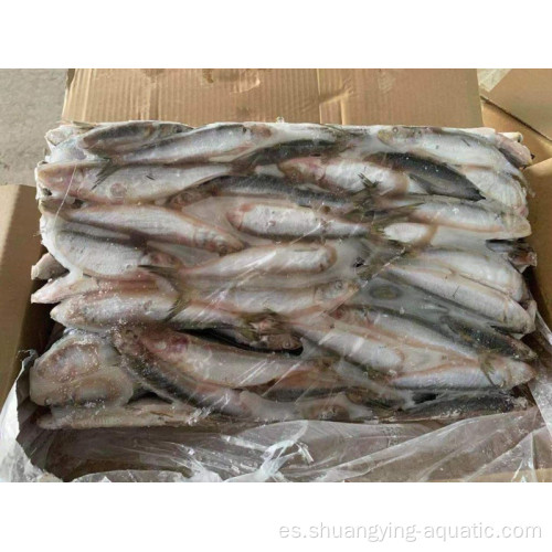 Pez de sardina congelado entero sardinella longicleps